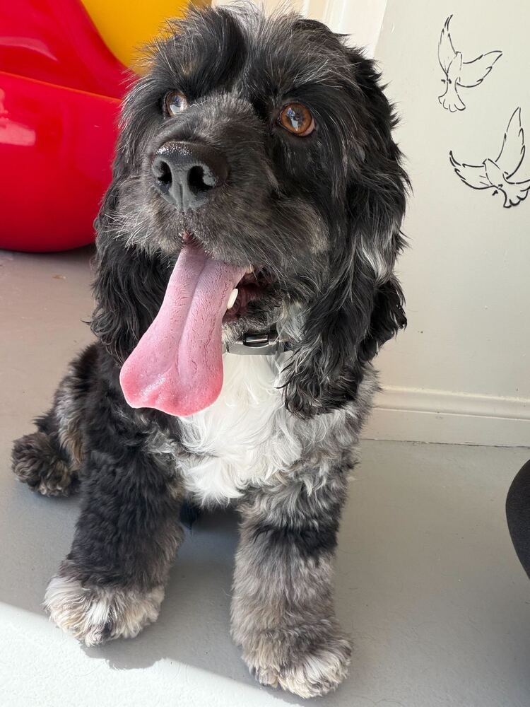 CHARLIE #0610 - Cocker Spaniel available for adoption