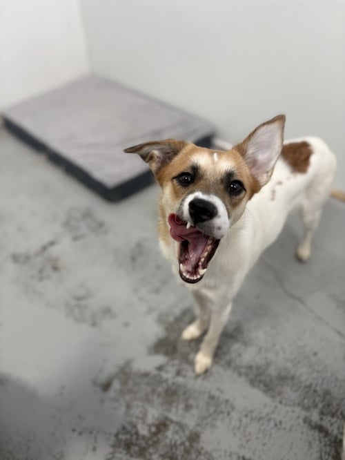LUNA 2024 - Jack Russell Terrier available for adoption