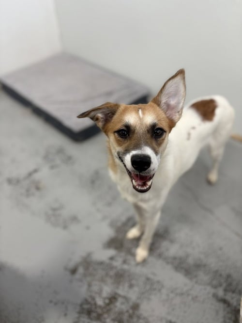 LUNA 2024 - Jack Russell Terrier available for adoption