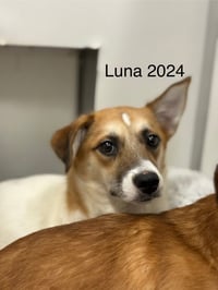 Luna 2024 - Photo 4