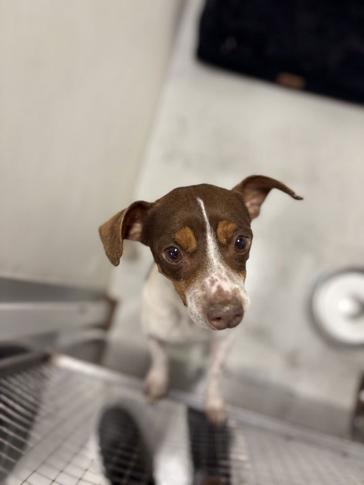 CARTER #1284 - Jack Russell Terrier / Dachshund available for adoption