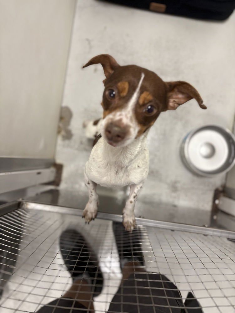 CARTER #1284 - Jack Russell Terrier / Dachshund available for adoption