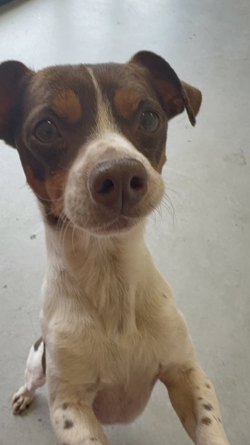 CARTER #1284 - Jack Russell Terrier / Dachshund available for adoption