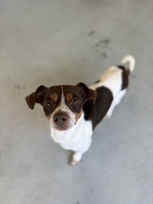 CARTER #1284 - Jack Russell Terrier / Dachshund available for adoption