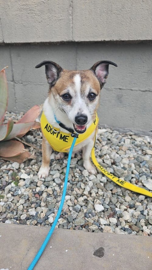 CAMEO #5060 - Jack Russell Terrier / Chihuahua available for adoption