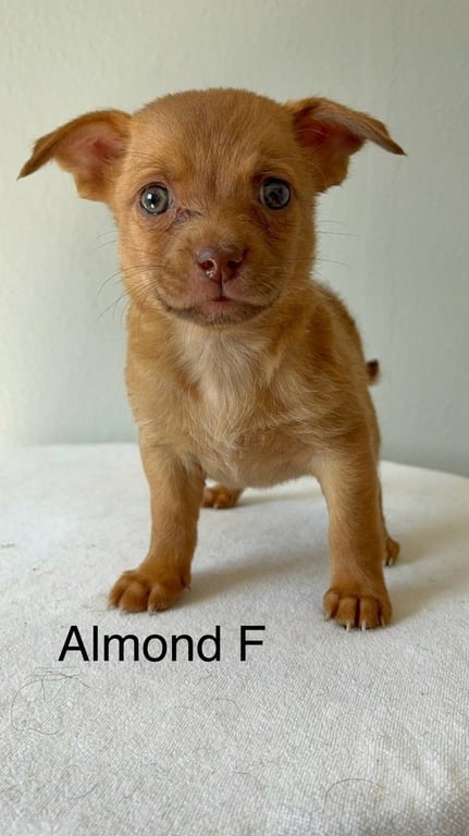 Almond #5791 Image