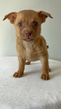 Almond #5791 - Photo 2
