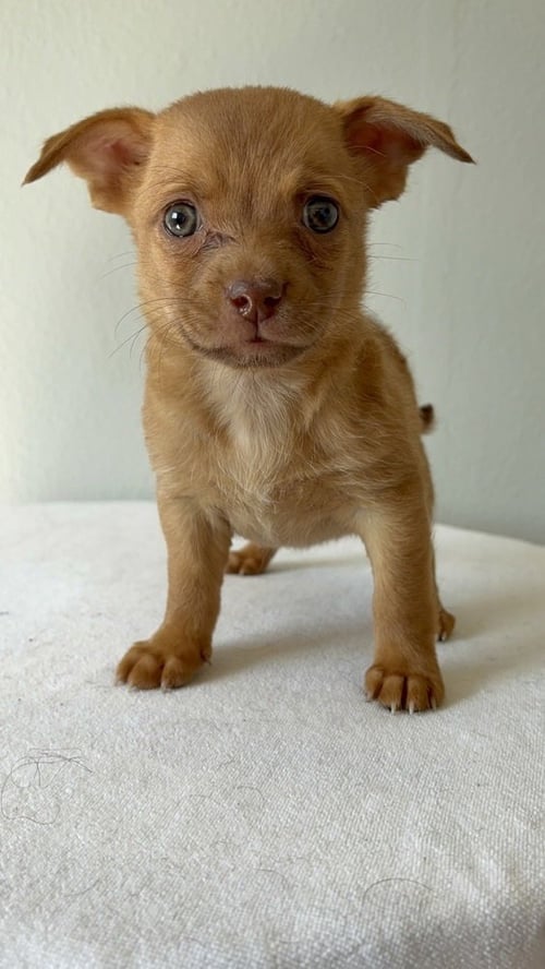 ALMOND #5791 - Chihuahua available for adoption