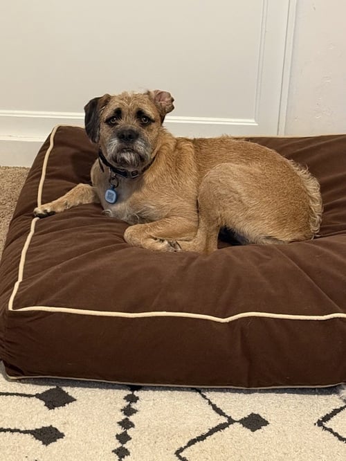 CALLUM #5414 - Boxer / Terrier available for adoption