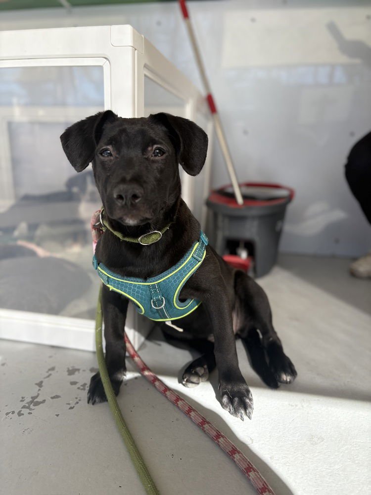 PHOENIX #2460 - Labrador Retriever available for adoption