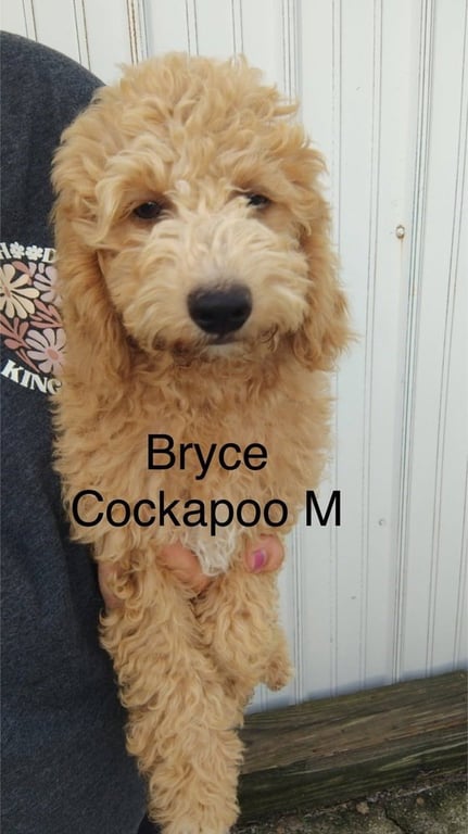 Byrce Image
