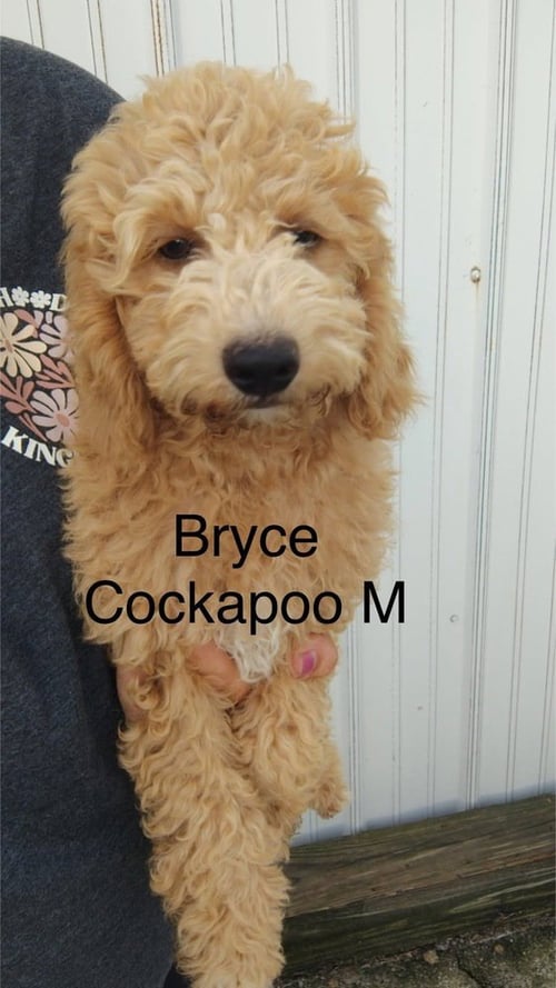 BYRCE - Cockapoo available for adoption