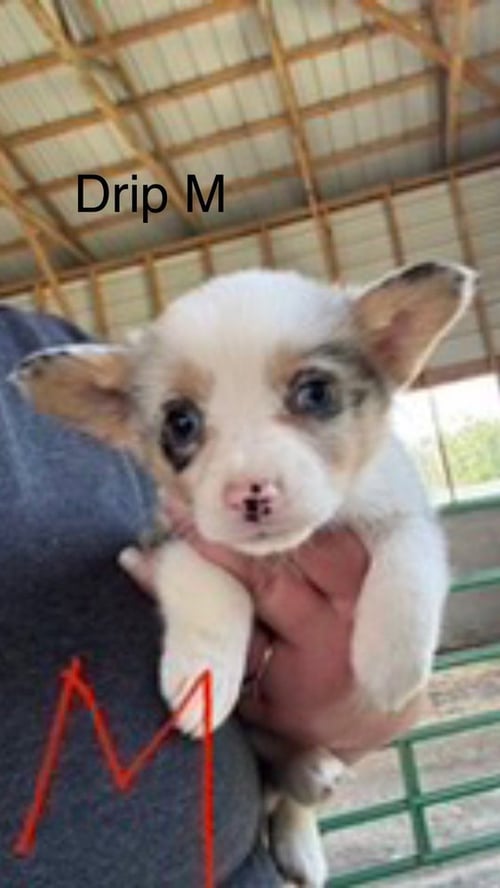DRIP - Corgi available for adoption