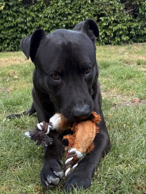 RAVEN FKA FLORIDA - Labrador Retriever / Terrier available for adoption