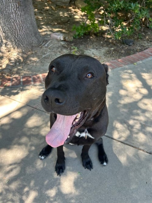 RAVEN FKA FLORIDA - Labrador Retriever / Terrier available for adoption