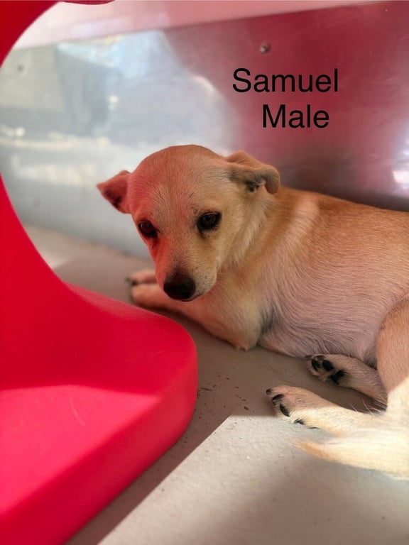 Samuel #0289 Image
