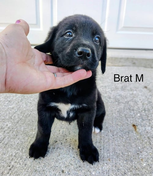 BRAT