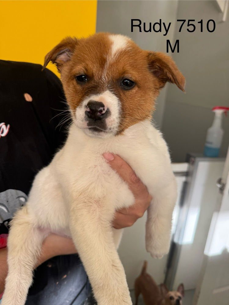 RUDY #7510 - Australian Cattle Dog/Blue Heeler available for adoption