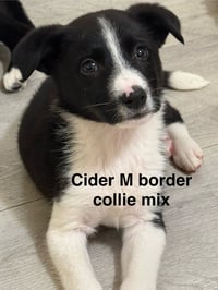 Cider #2695 - Photo 1