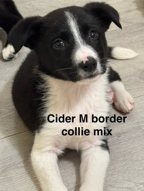 CIDER #2695 - Border Collie available for adoption
