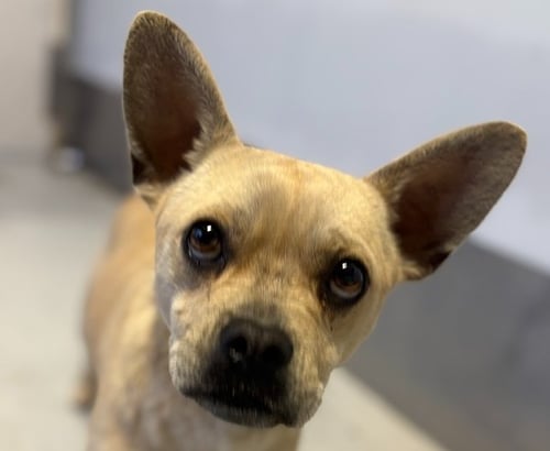 MARSHMELLOW #6225 - Boston Terrier / French Bulldog available for adoption