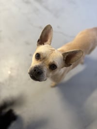 Marshmellow #6225 - Photo 4