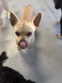 Marshmellow #6225 - Photo 3