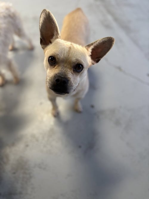 MARSHMELLOW #6225 - Boston Terrier / French Bulldog available for adoption