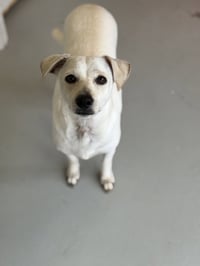 Buttercup #2575 - Photo 2