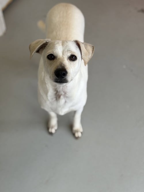 BUTTERCUP #2575 - Italian Greyhound / Chihuahua available for adoption