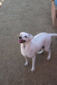 Buttercup #2575 - Photo 2