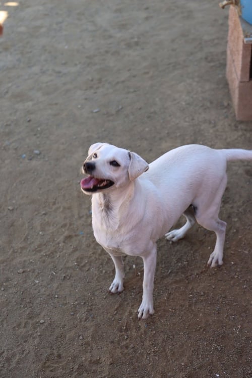 BUTTERCUP #2575 - Italian Greyhound / Chihuahua available for adoption