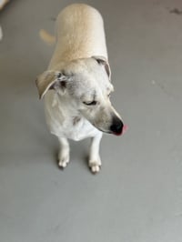 Buttercup #2575 - Photo 4