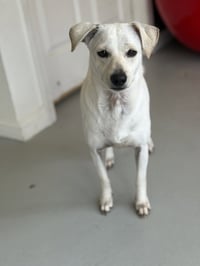 Buttercup #2575 - Photo 1