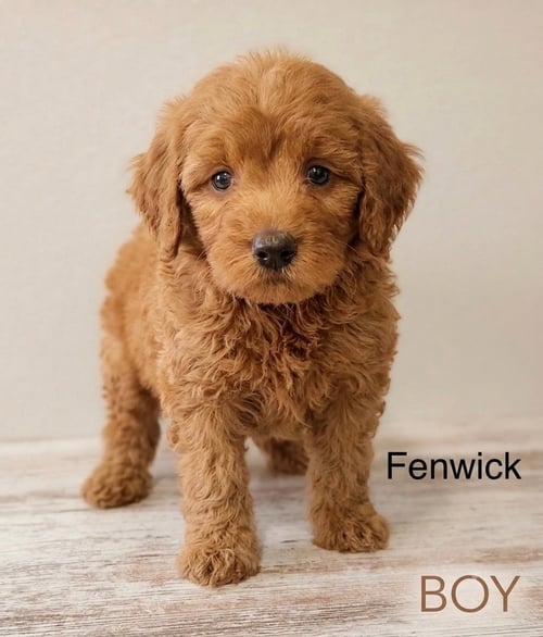 FENWICK