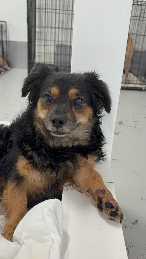 JAZZY 2094 - Terrier available for adoption