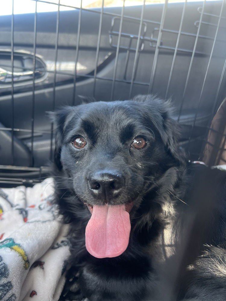 COMET #4379 - Spaniel available for adoption