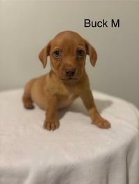 Buck #5799 - Photo 1