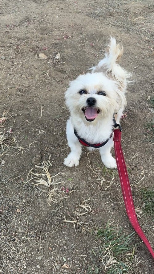 NICK #3612 - Terrier available for adoption