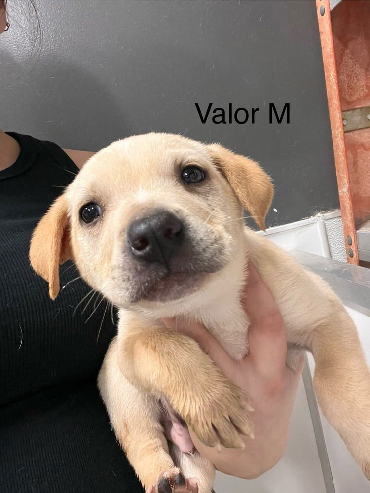 VALOR #4793 - Cattle Dog available for adoption