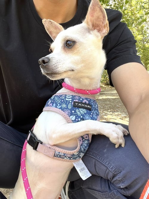 RAVEN - Chihuahua / Fox Terrier available for adoption