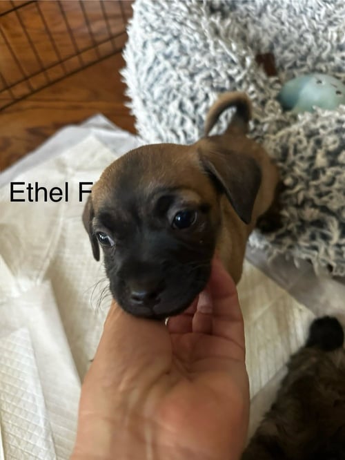 ETHEL JUL - Pug / Chihuahua available for adoption