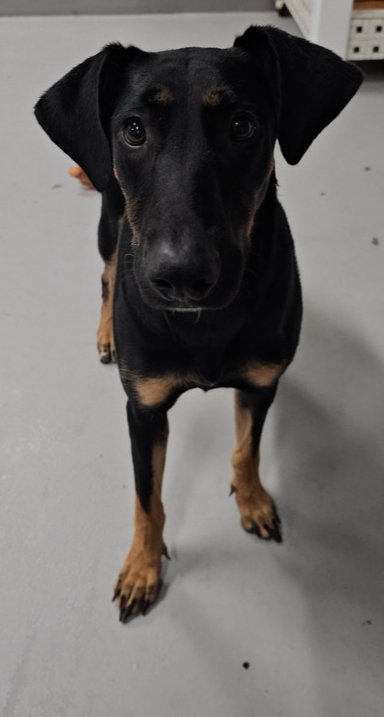 ASHLEY #2368 - Doberman Pinscher available for adoption