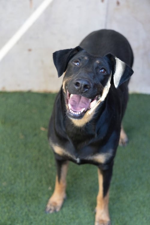 ASHLEY #2368 - Doberman Pinscher available for adoption