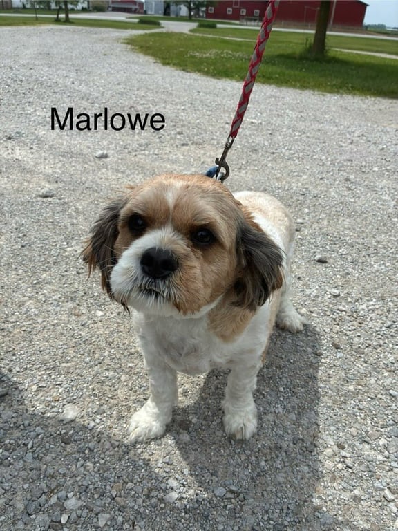 Marlowe Image