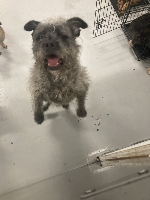WINKY #0417 - Terrier available for adoption