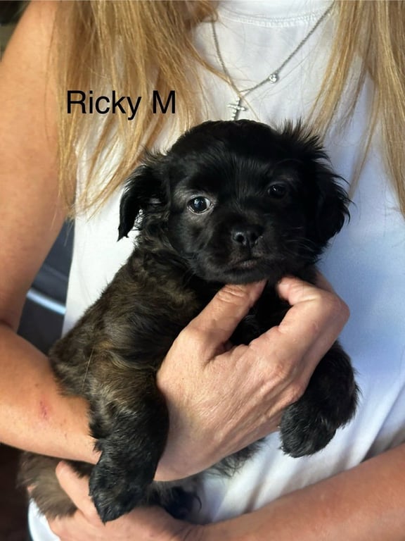 Ricky jul Image