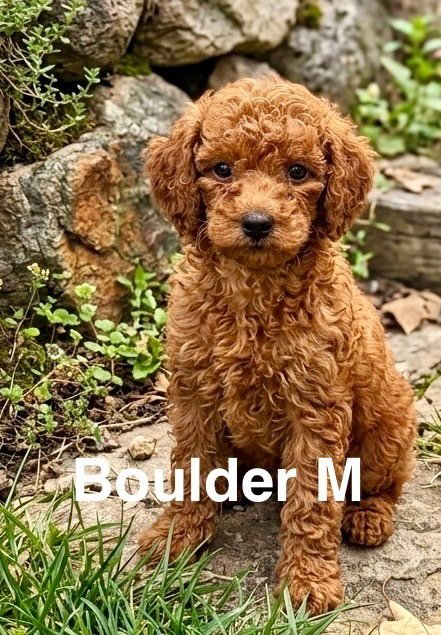 BOULDER - Poodle (Miniature) available for adoption