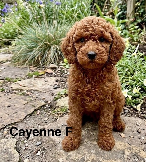 CAYENNE