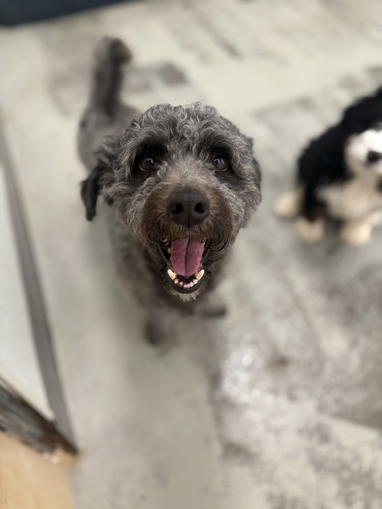 SLATER #4921 - Poodle (Miniature) available for adoption